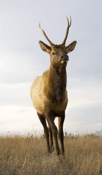 Young Male Elk with Horns Standing National Bison Range Charlo Montana