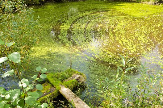 Agal bloom. Small pond in a forest green water and broken bridge