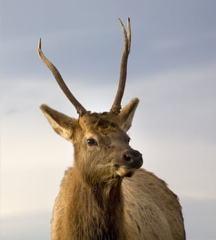 Young Male Elk with Horns Close Up Looking At You National Bison Range Charlo Montana