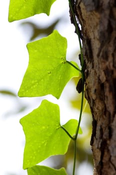 green leaves under the back light