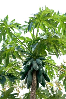 many papaya on papaya tree 