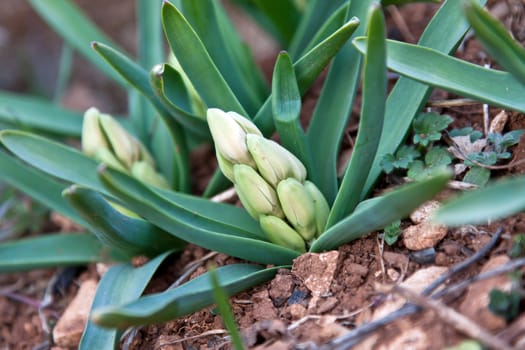 green hyacinth buds in garden