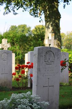 The corner of a rural country church graveyard. Memorial head stones with red roses growing around, in honour of those who lost their lives in world war one. Located near Salisbury in Wiltshire.