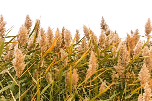 Overgrown green reed in windy autumn day isolated on white background