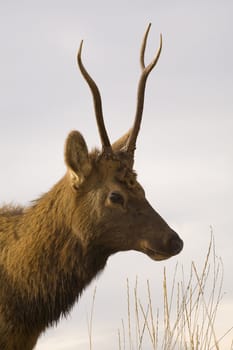 Young Male Elk with Horns Portrait National Bison Range Charlo Montana