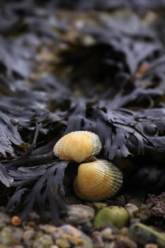 A portrait format image of an open shell amongst brown seaweed and pebbles. Focus on the shell to middle of image.