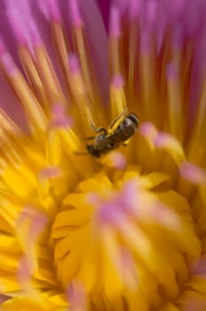 bee in colorful purple lotus 