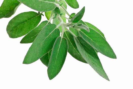 bunch of sage isolated on white background