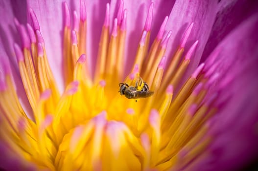 bee in colorful purple lotus 