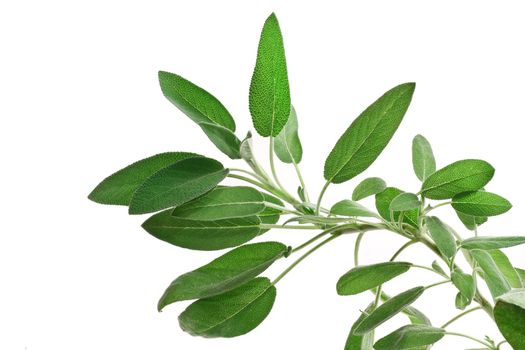 bunch of sage isolated on white background