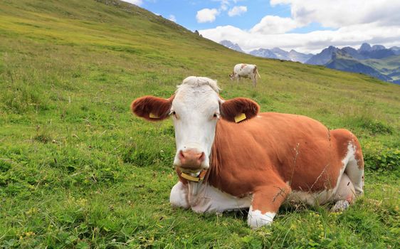 cow is lying on grass on anlpine pasture