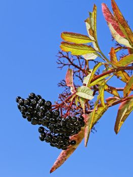 Bunch of in autumn against the background of a blue sky