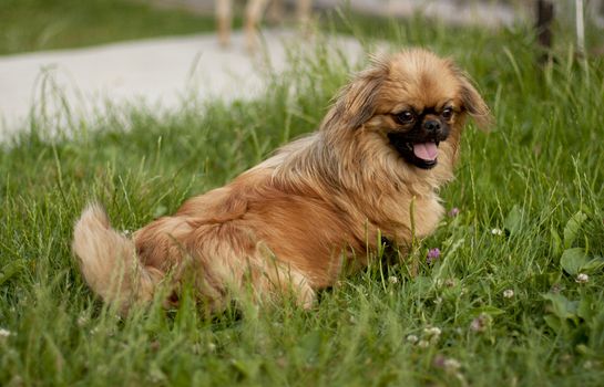 brown dog sitting on green grass background