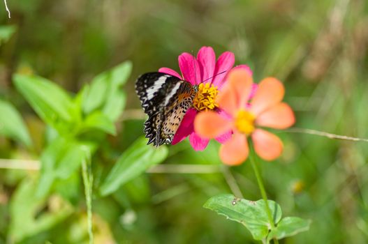 colorful monarch butterfly on  flower