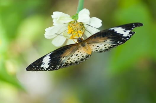 colorful monarch butterfly on  flower