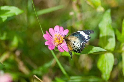 colorful monarch butterfly on  flower