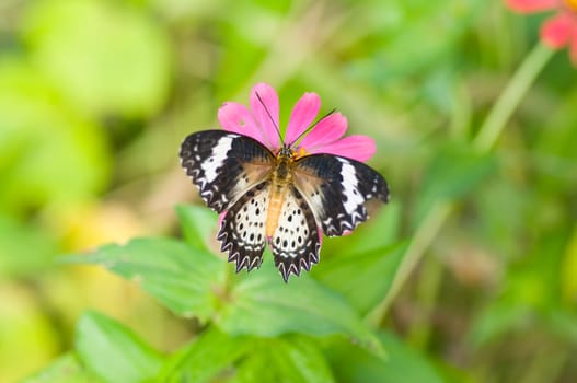 colorful monarch butterfly on  flower