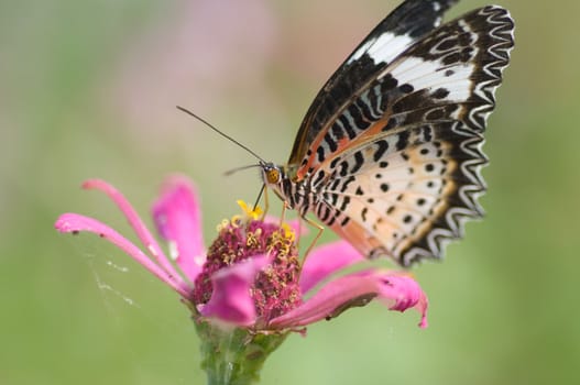 colorful monarch butterfly on  flower