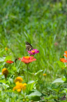 colorful monarch butterfly on  flower