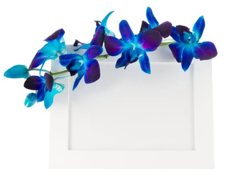 Dendrobium orchid with photo Frame on light background