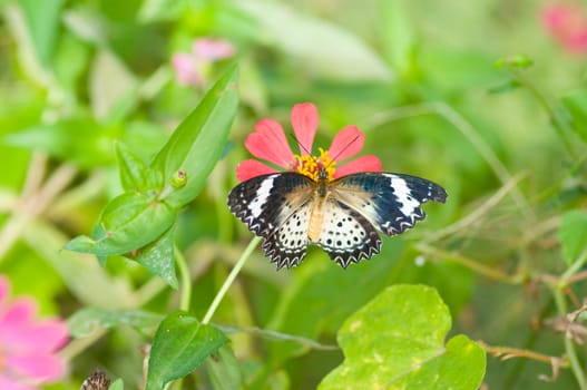 colorful monarch butterfly on  flower