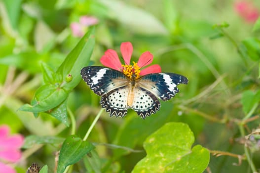 butterfly on  flower