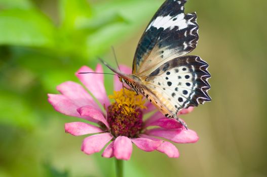colorful monarch butterfly on  flower