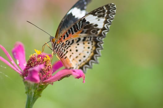 colorful monarch butterfly on  flower