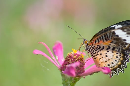colorful monarch butterfly on  flower