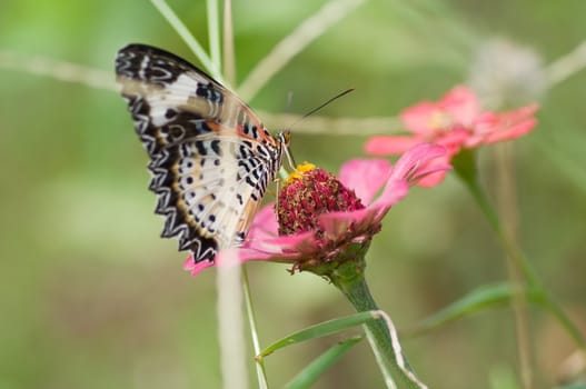colorful monarch butterfly on  flower
