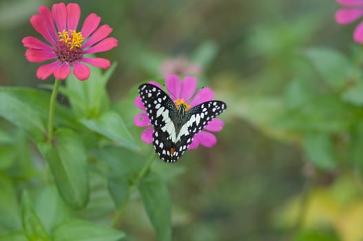 colorful monarch butterfly on  flower