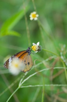 butterfly on  flower