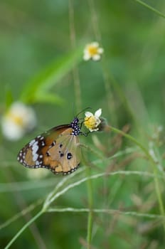 colorful monarch butterfly on  flower