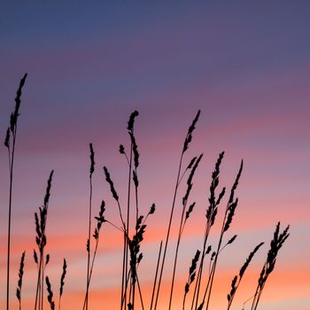 beautiful evening sunset with wheat grass in the foreground
