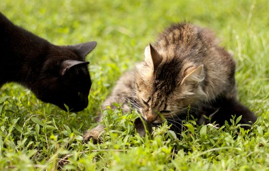 two cats on a background of green grass