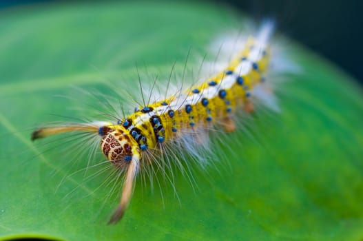 colorful caterpillar on green leaf 