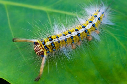 colorful caterpillar on green leaf 