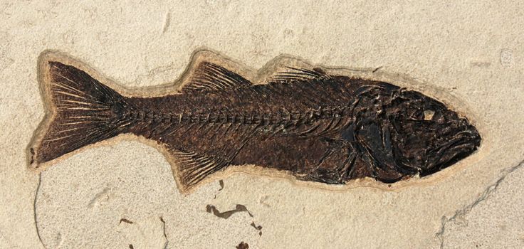 A fish fossil embedded in a rock.