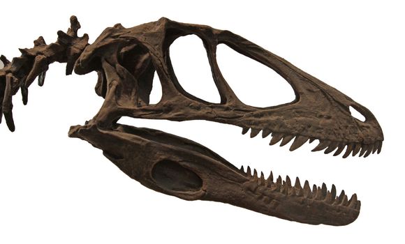 The fossilized skull of the dinosaur Deinonychus antirrhopus.
