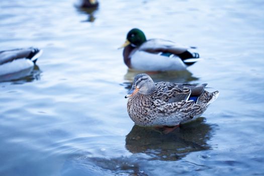 beautiful ducks in the river Vltava