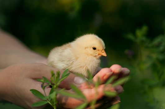 little chick standing in the hands of