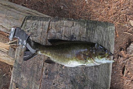 A freshly caught Largemouth Bass (Micropterus salmoides) ready to be cleaned.