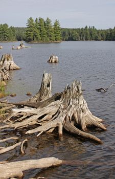 Driftwood and dead stumps on the shores of Burnt Island Lake in Algonquin Provincial Park, Ontario, Canada. 