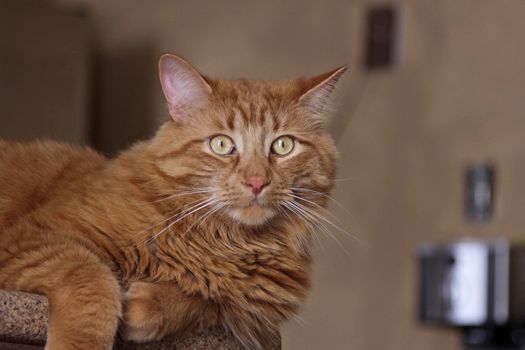 A tabby cat profile shot in a kitchen.