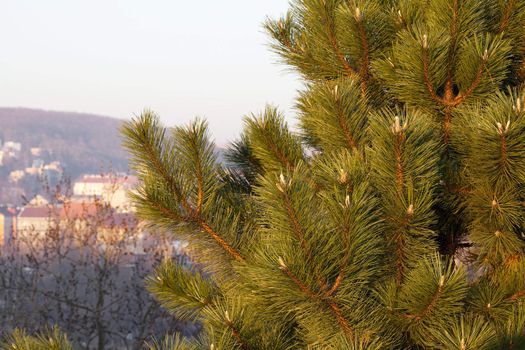 green cedar in the background of the mountains