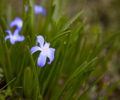 beautiful spring flower in the grass