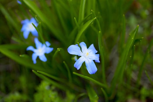 beautiful spring flower in the grass