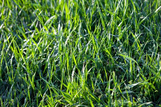 background young grass with dew