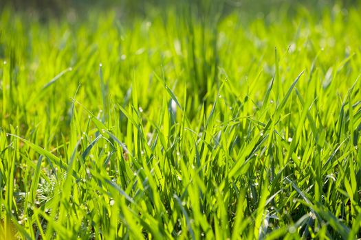 background young grass with dew