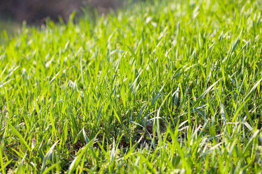 background young grass with dew